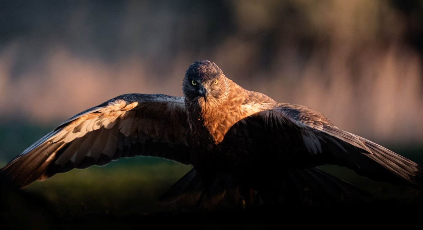 aguilucho-lagunero