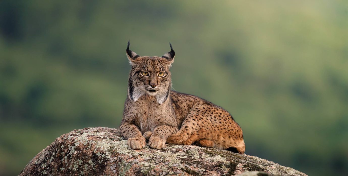 andujar-lince-26