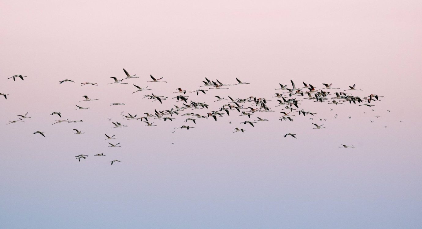 cielo_flamencos-2