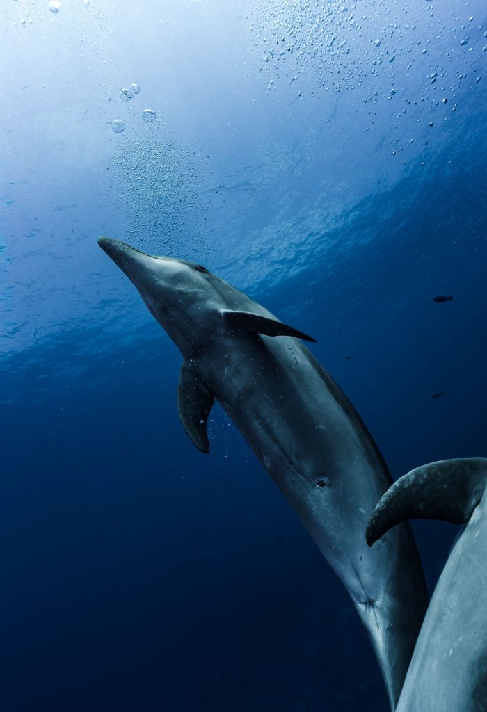 encuentros-delfines