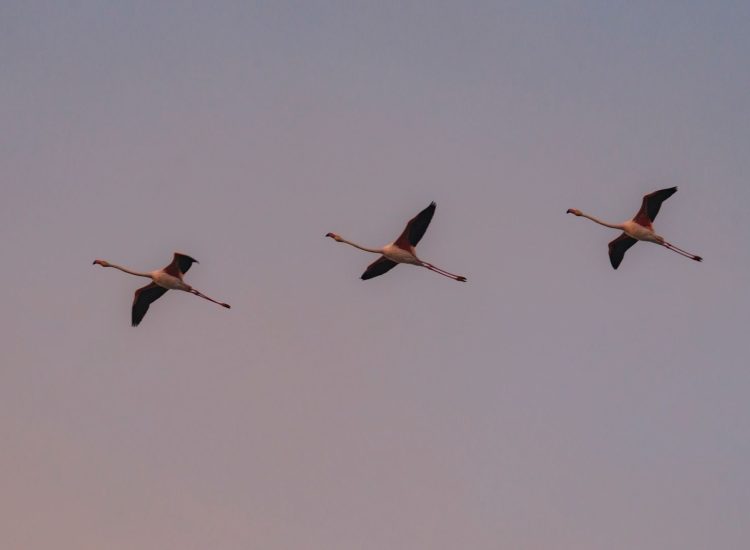 flamencos-volando