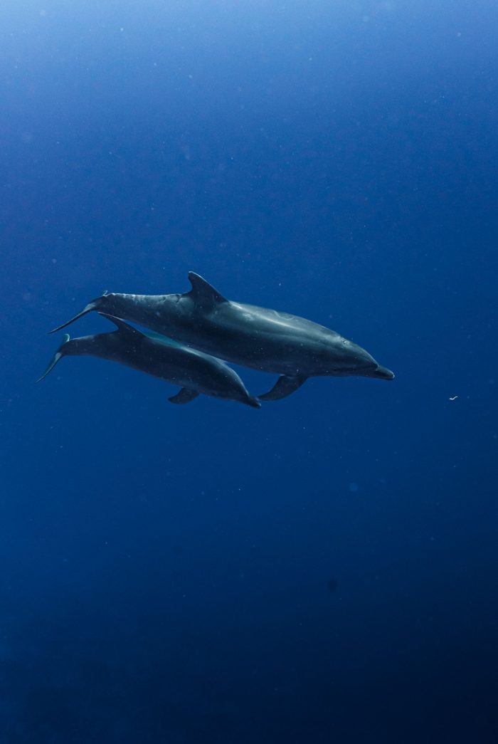 madre-cria-delfin