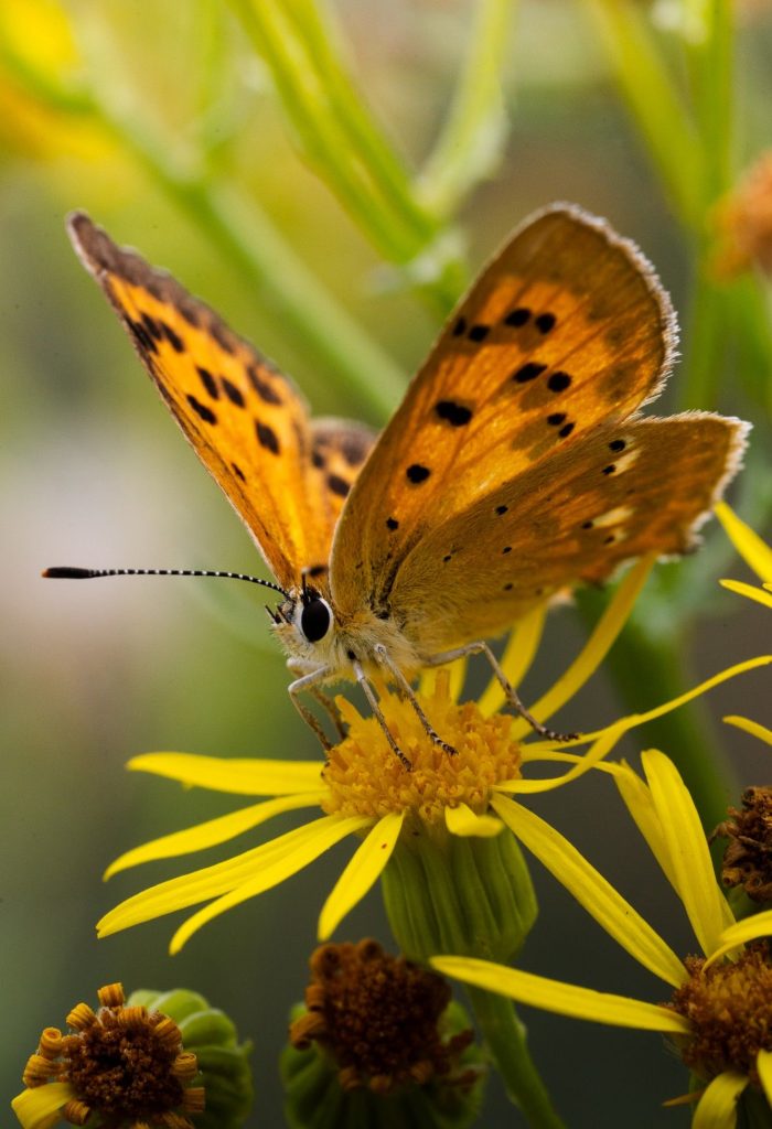 mariposa